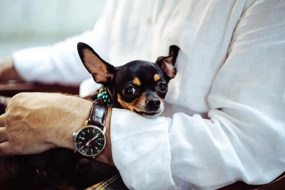 Un petit chien blotti contre le bras de son propriétaire
