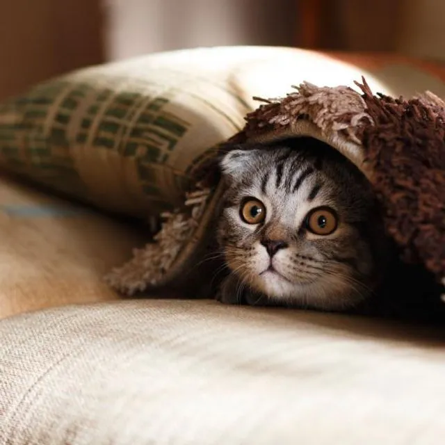 Un chat tigré se cache sous un plaid, seuls ses yeux dépassent