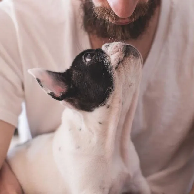 Un homme tient son bouledogue français contre lui