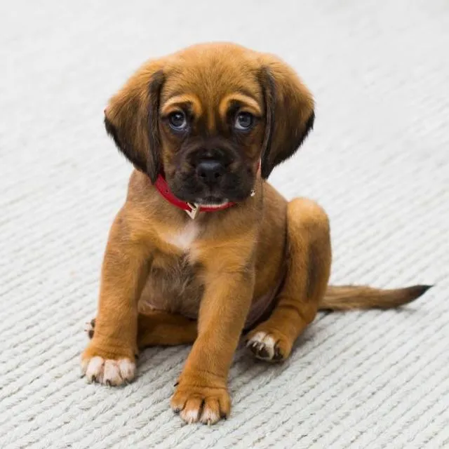 Un chiot assis sur un tapis, le regard vers l’objectif